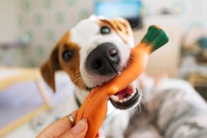 brinquedos para cachorro